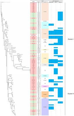 Quantitative detection and genetic characterization of <mark class="highlighted">thermotolerant Campylobacter</mark> spp. in fresh chicken meats at retail in Japan
